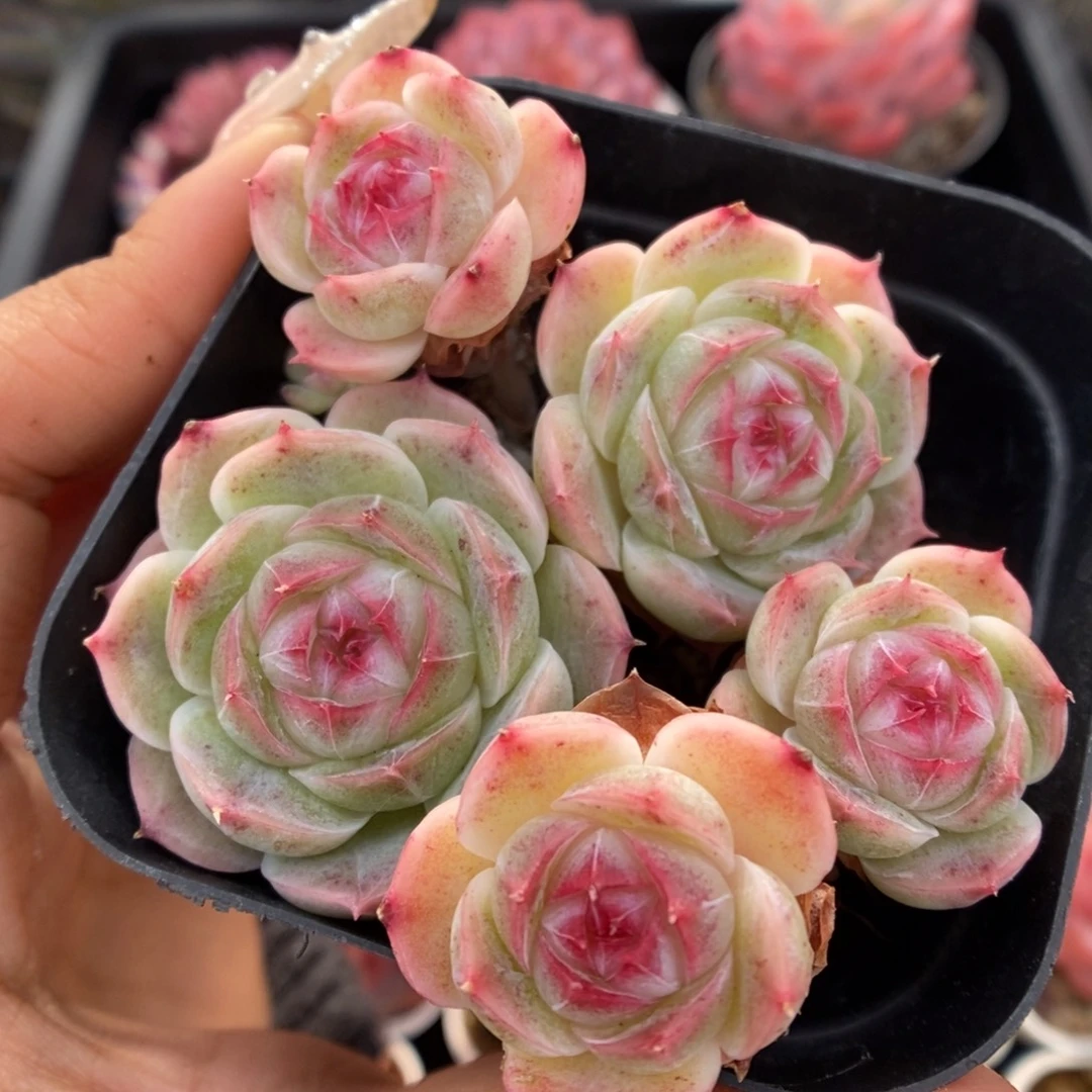 白芷珍妮群生504号