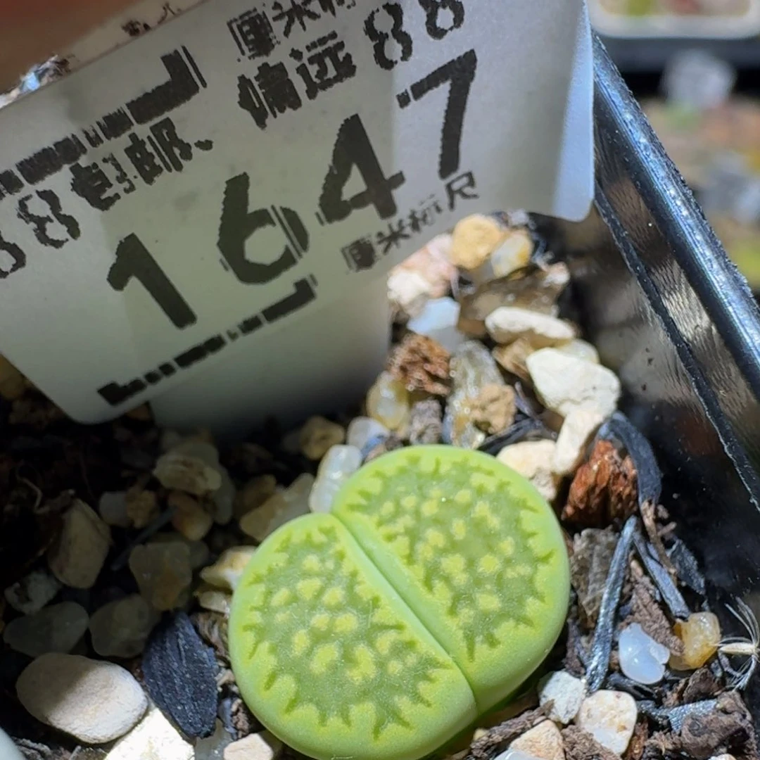 Sss生石花多肉1647