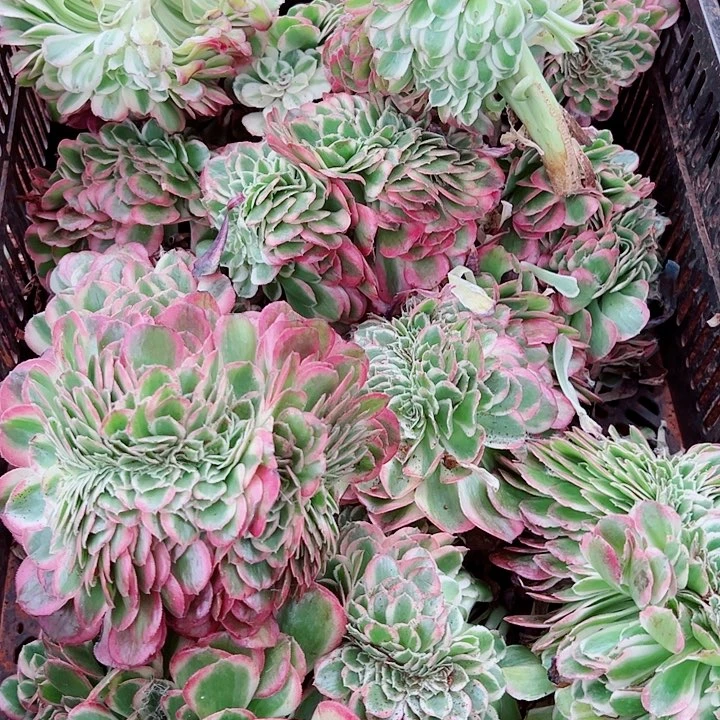 玉资缀多肉植物大战