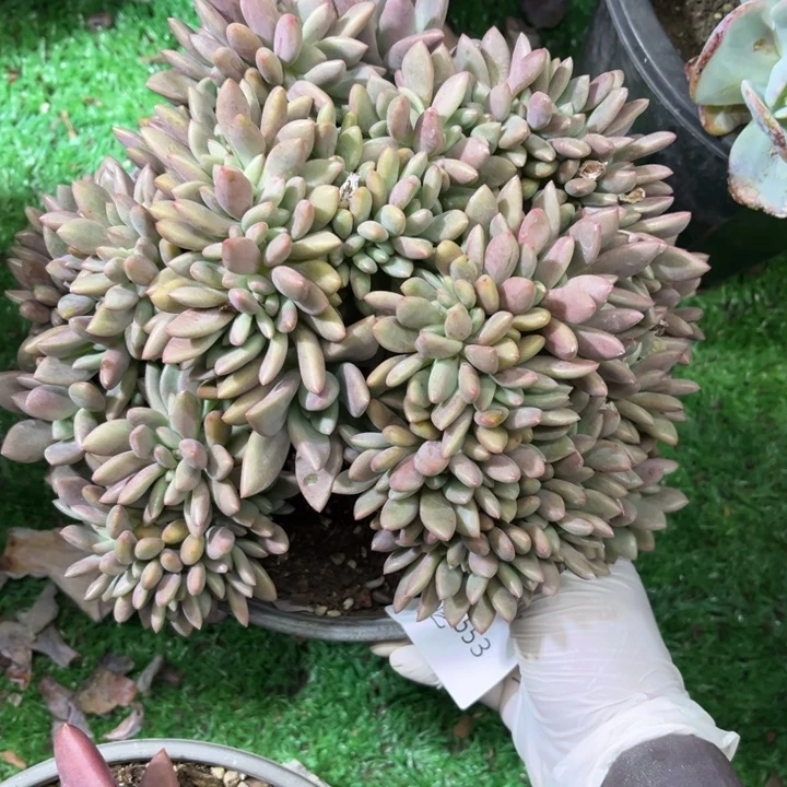 553桃花源缀多肉植物