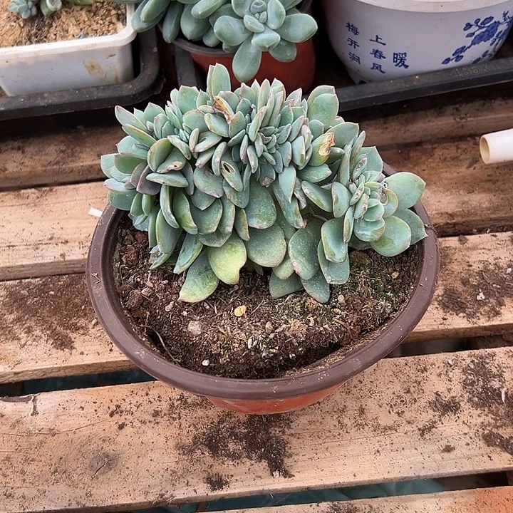 白***林多肉植物实物直播实物169