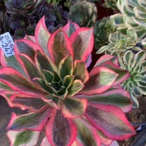 247魅影满25包邮多肉