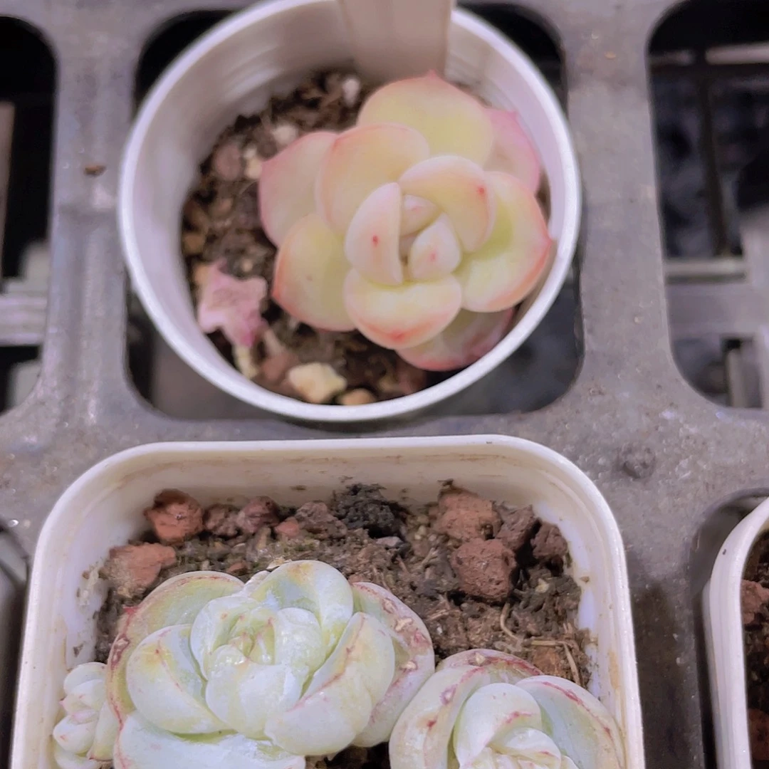 小*蕾泡芙e015一物一拍