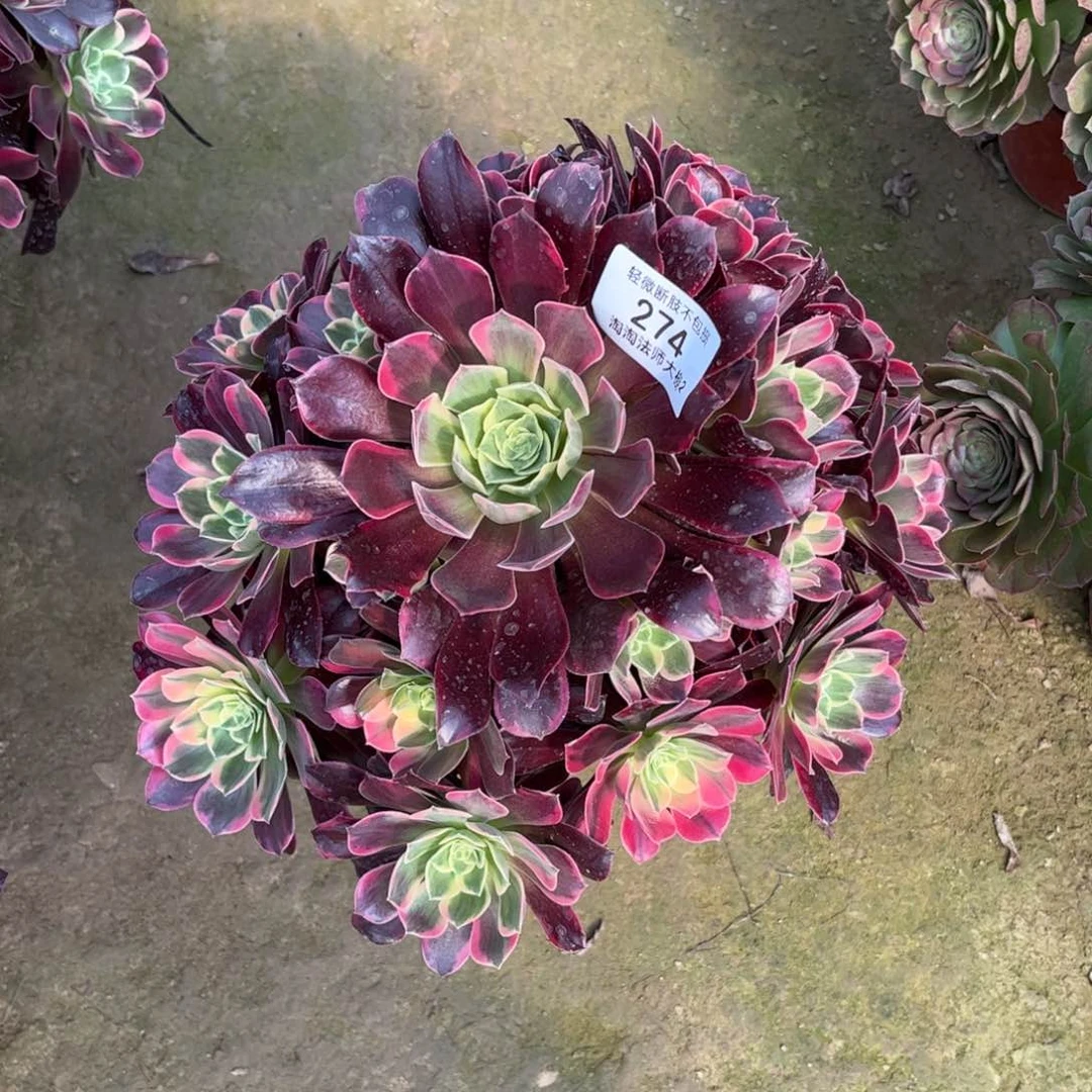 274金丝雀多肉植物法师