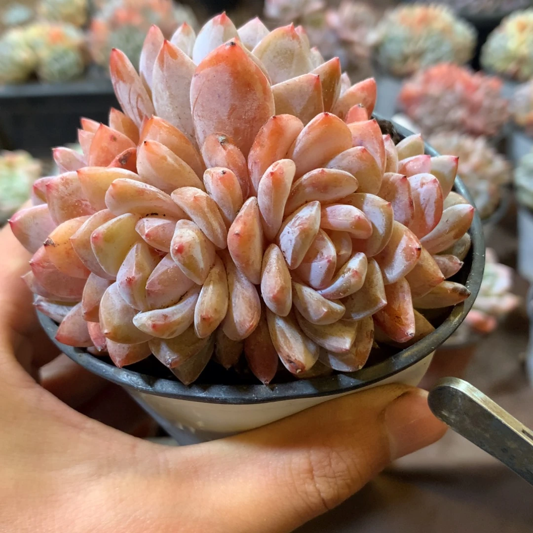 哈哈哈哈哈哈哈哈哈