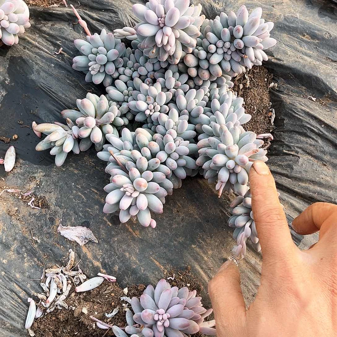 婴儿手指9.99多肉植物