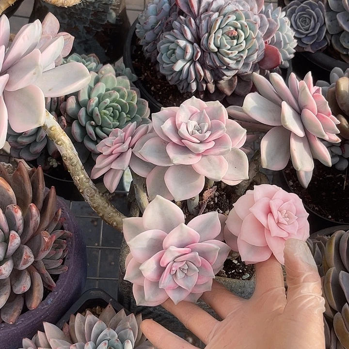 两单包邮，一物一拍