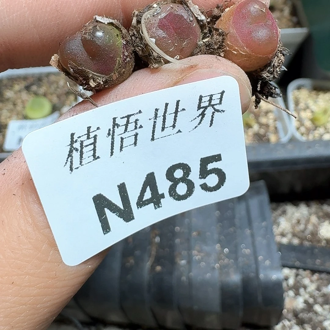 485号多肉植物哇x c