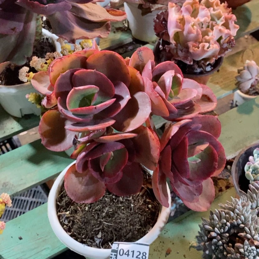 【闪购商品】大叶秀妍04128