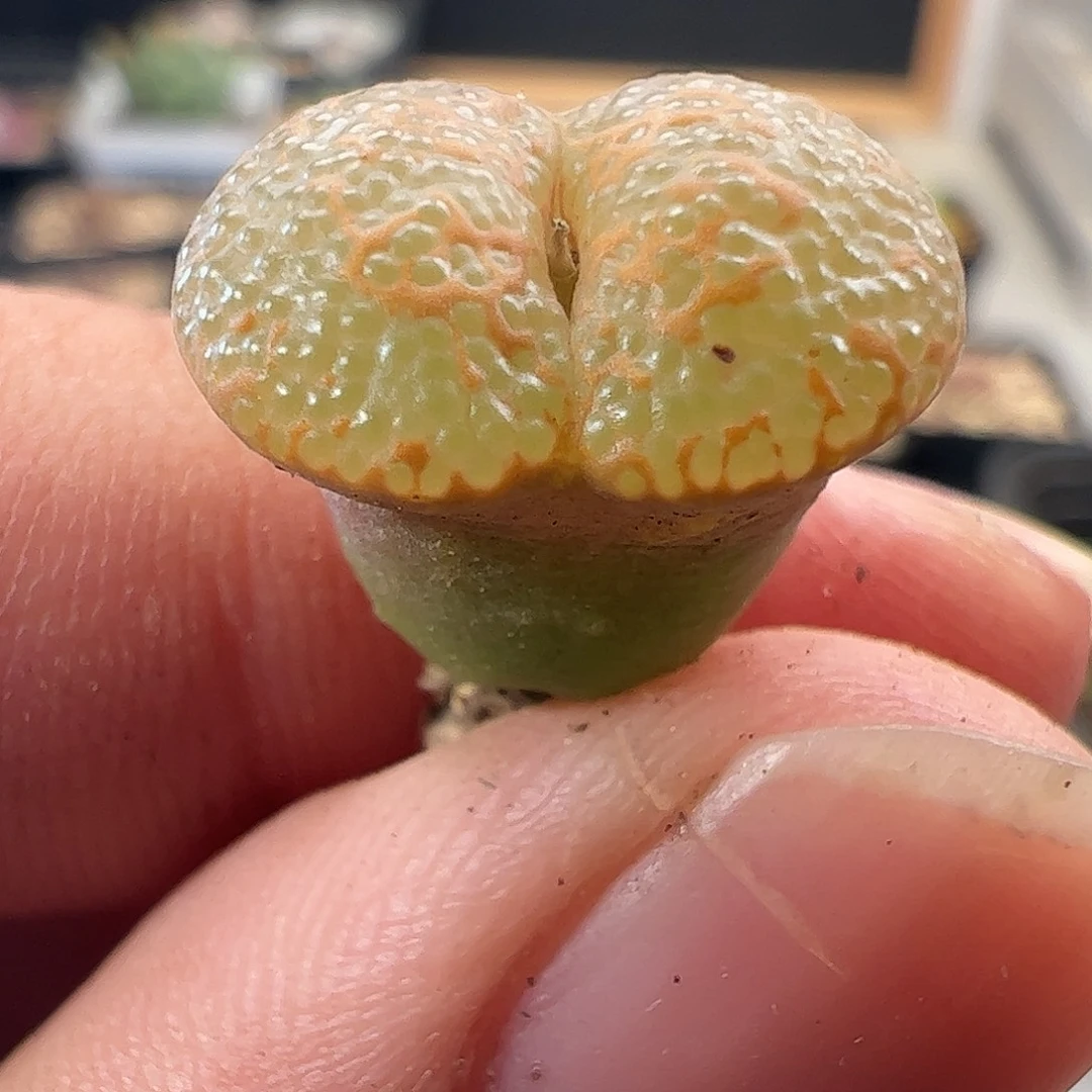 一物一拍。   特选鱼子酱703