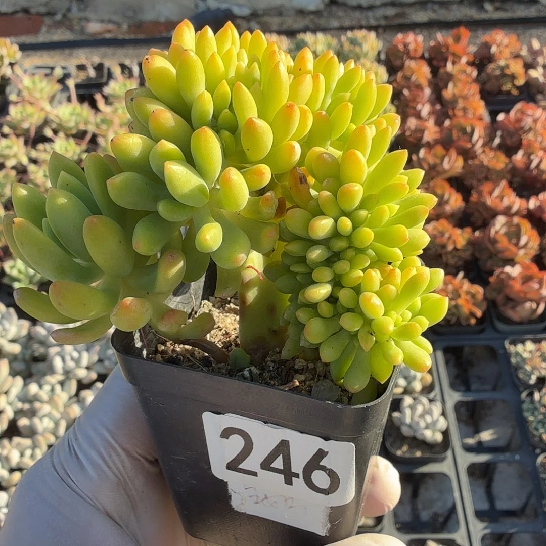 246七公分无砍青松缀满20包邮
