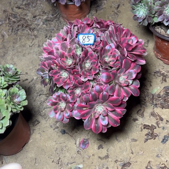 多肉植物粉女妖法师85