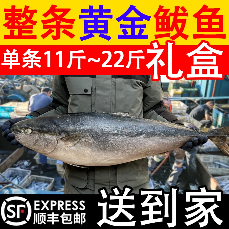 黄金鲅鱼 黄尾鰤青甘鱼送礼必备山东 大鱼整条 11斤~22斤顺丰发货