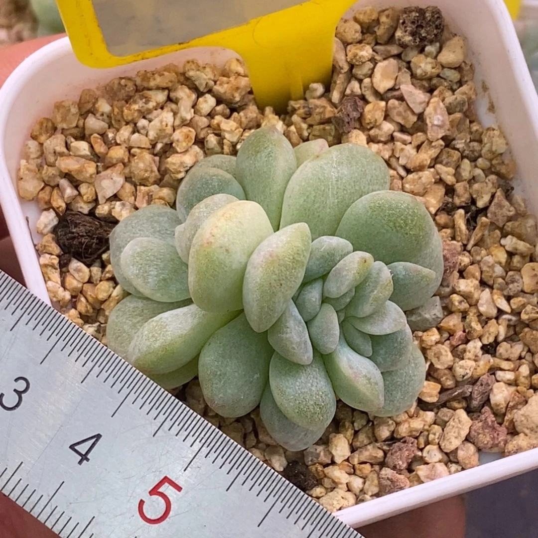 118特，冰玉石化朵朵缀……