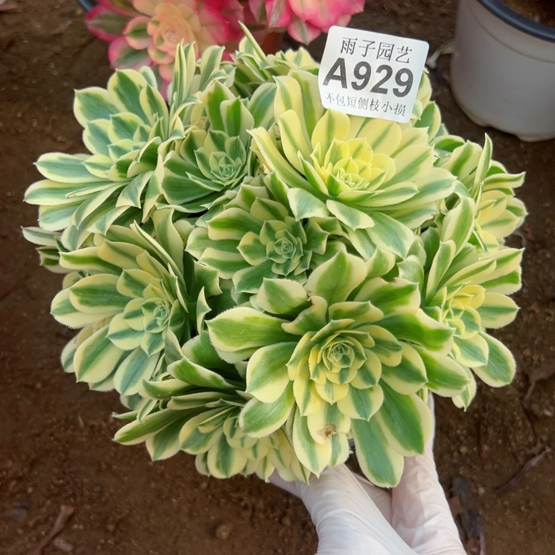 929迈巴赫尺寸25左右