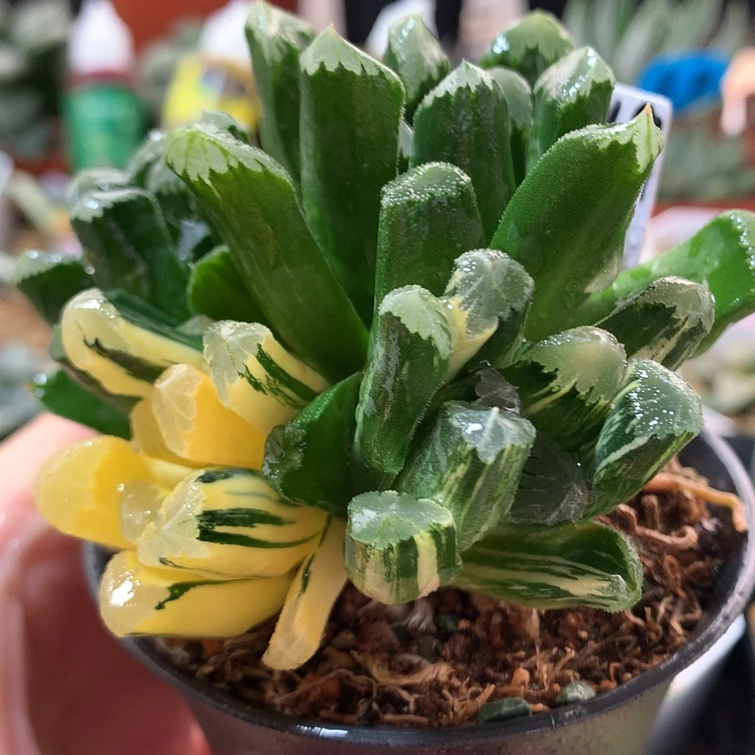 69号玉万锦带盆土