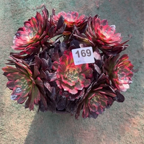 169烟花朵朵多肉