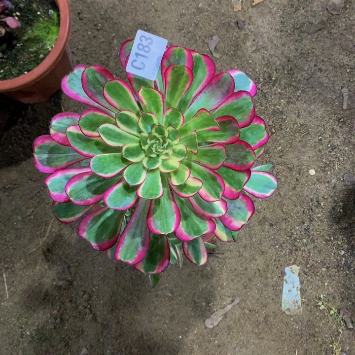 余***伴183000。 寄养