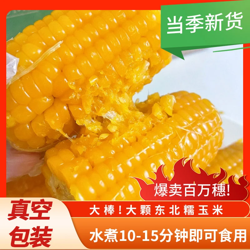 【试吃6根】东北25年头茬黄糯玉米到手14棒8-9斤jj