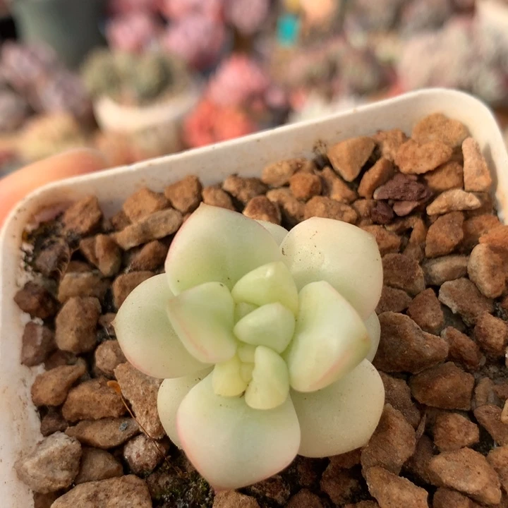 探戈锦老桩单头 013