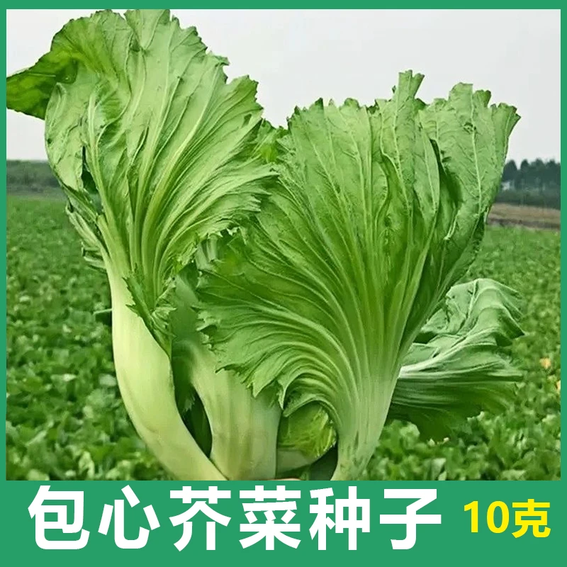 包心芥菜种子可以腌制成酸菜泡菜小菜清甜可口肉质厚包心芥菜种子