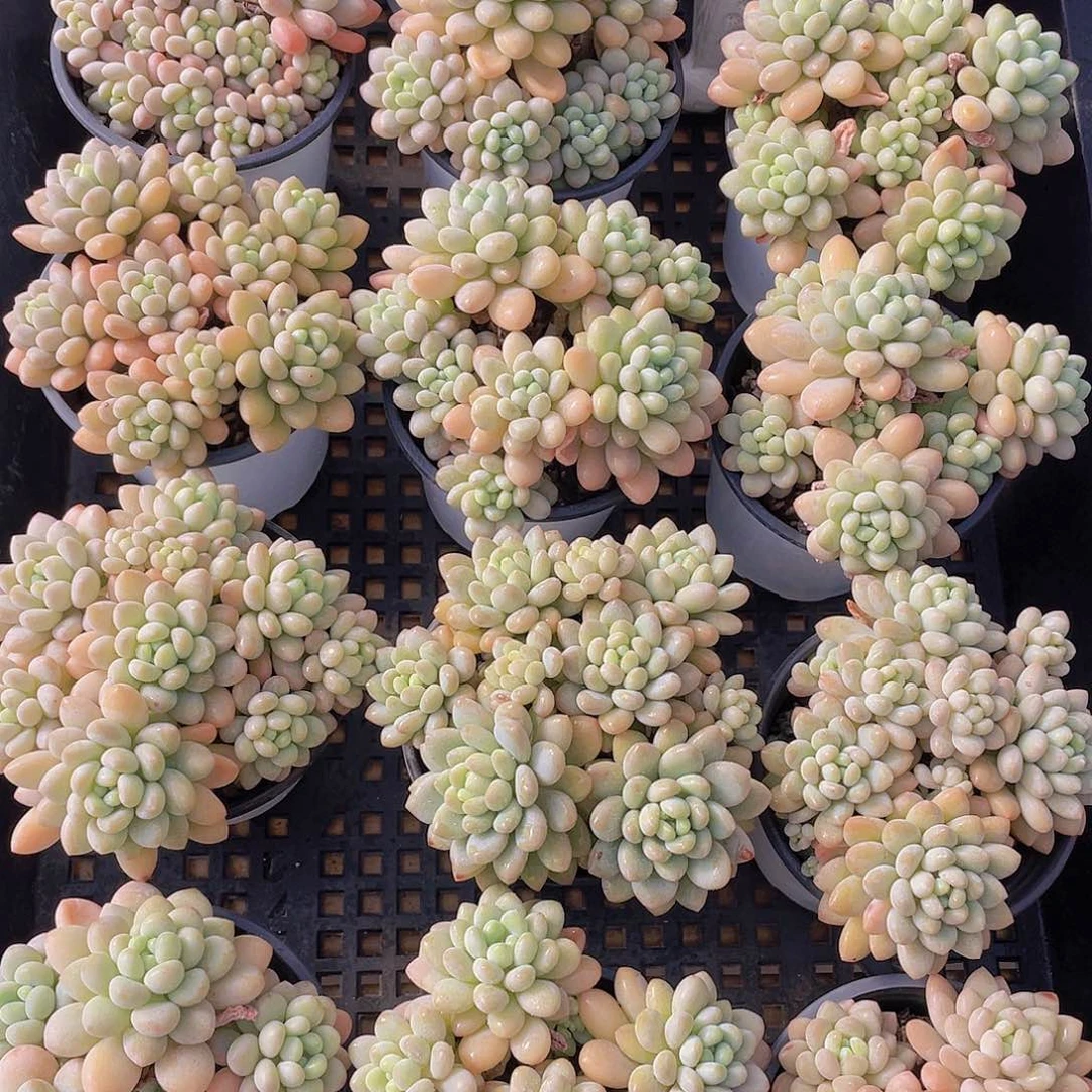 量拍22号 鱼子酱多头大群生一个