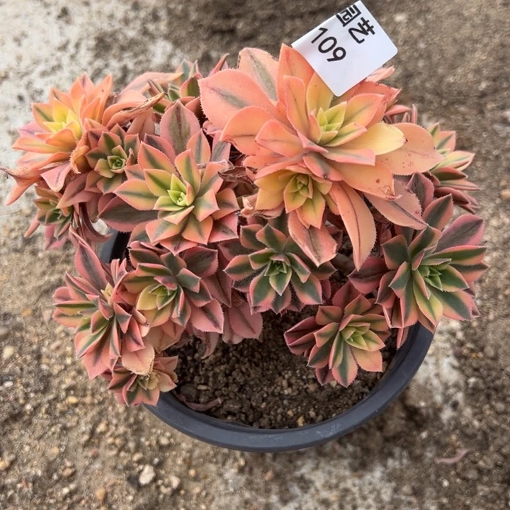 枫叶老桩多肉植物109