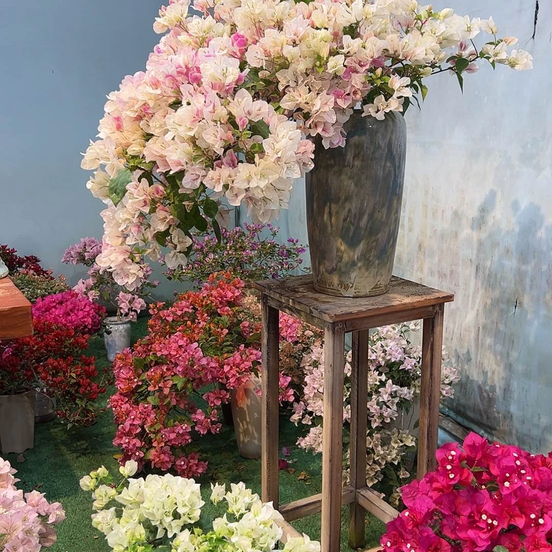 用***5完全开放三角梅一物一拍漳红樱