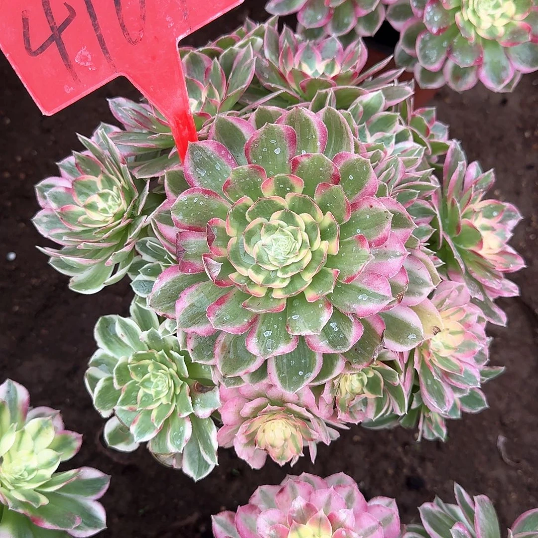 4109海王多肉法师