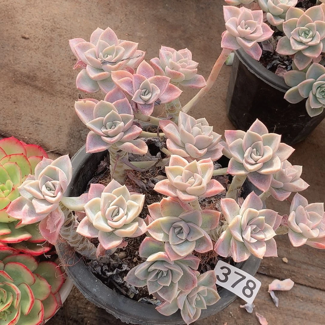 378哈利一物一拍多肉