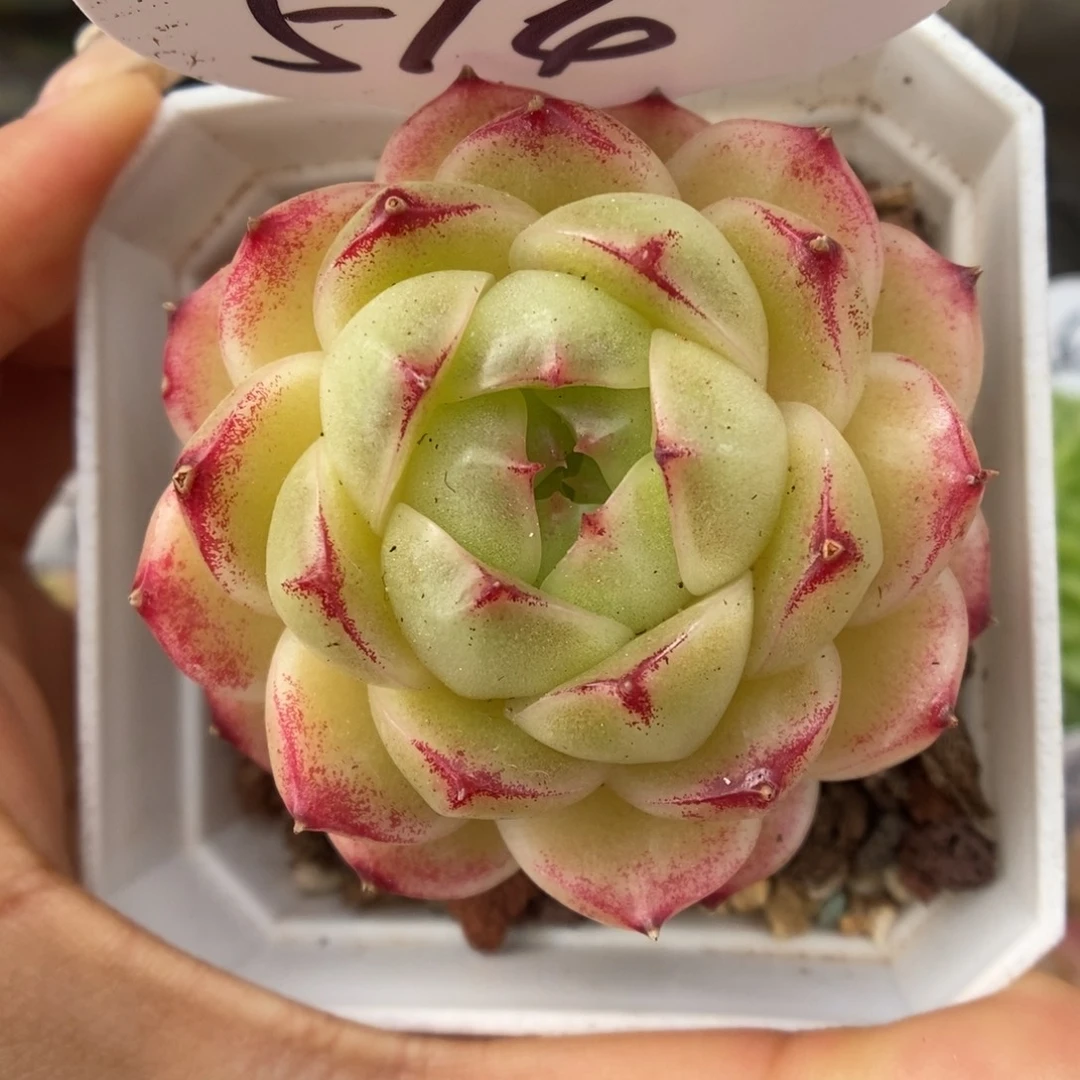 菠萝蜜麦秆可拍514号