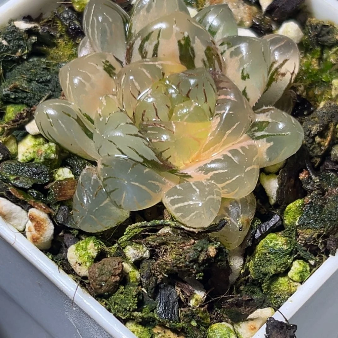 十二卷多肉植物1586大紫