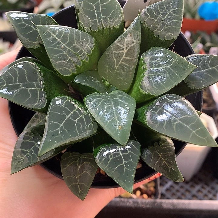 71号青木克一物一拍