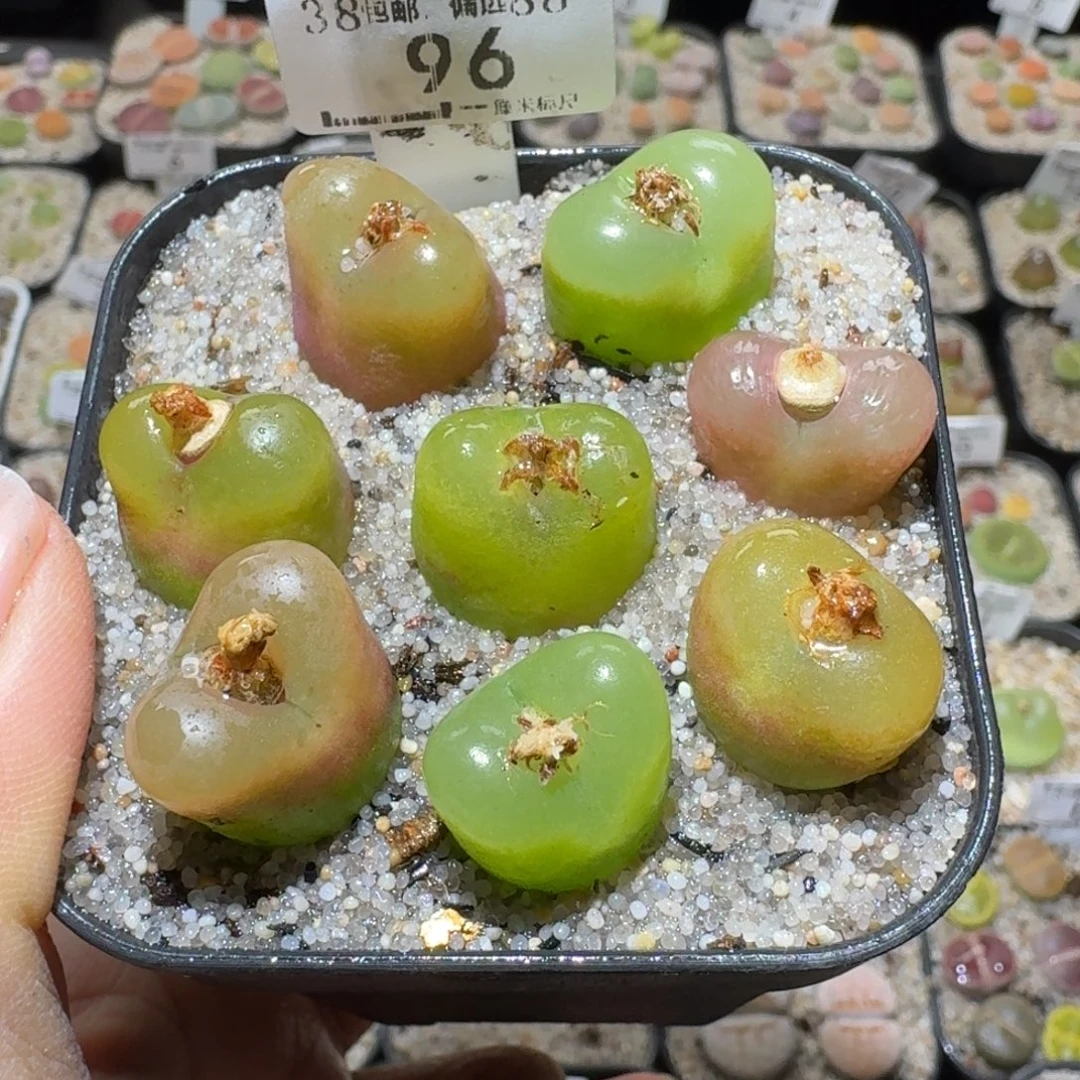 Sssss精品清仓价96