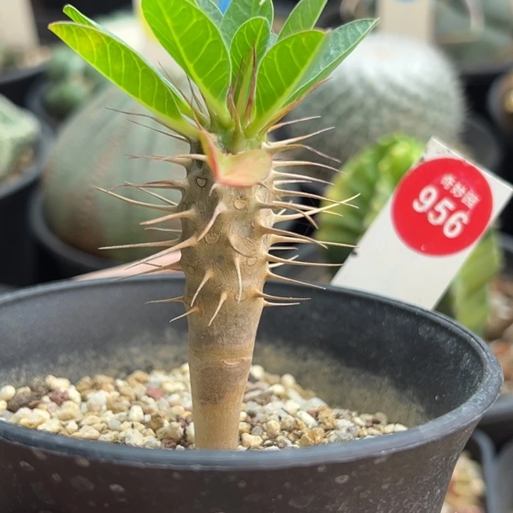 鬼切阁一棵仙人球36888