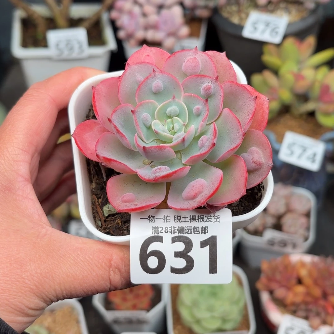 雨滴单头无盆土发货