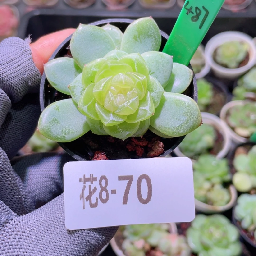 花利美 8-70珍妮冰蕊