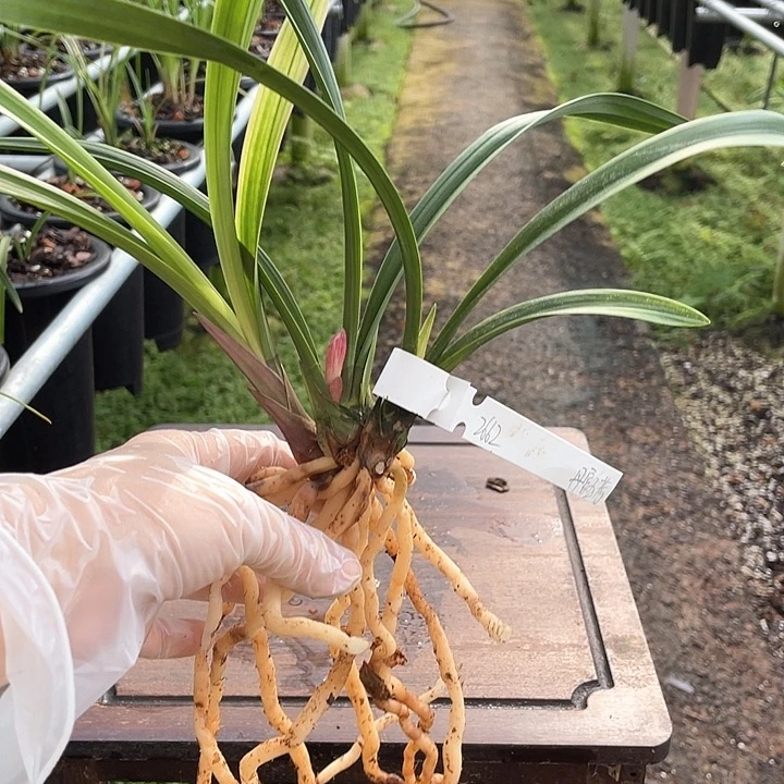 当前无花栽培后可以开花海***?丹宫玉荷