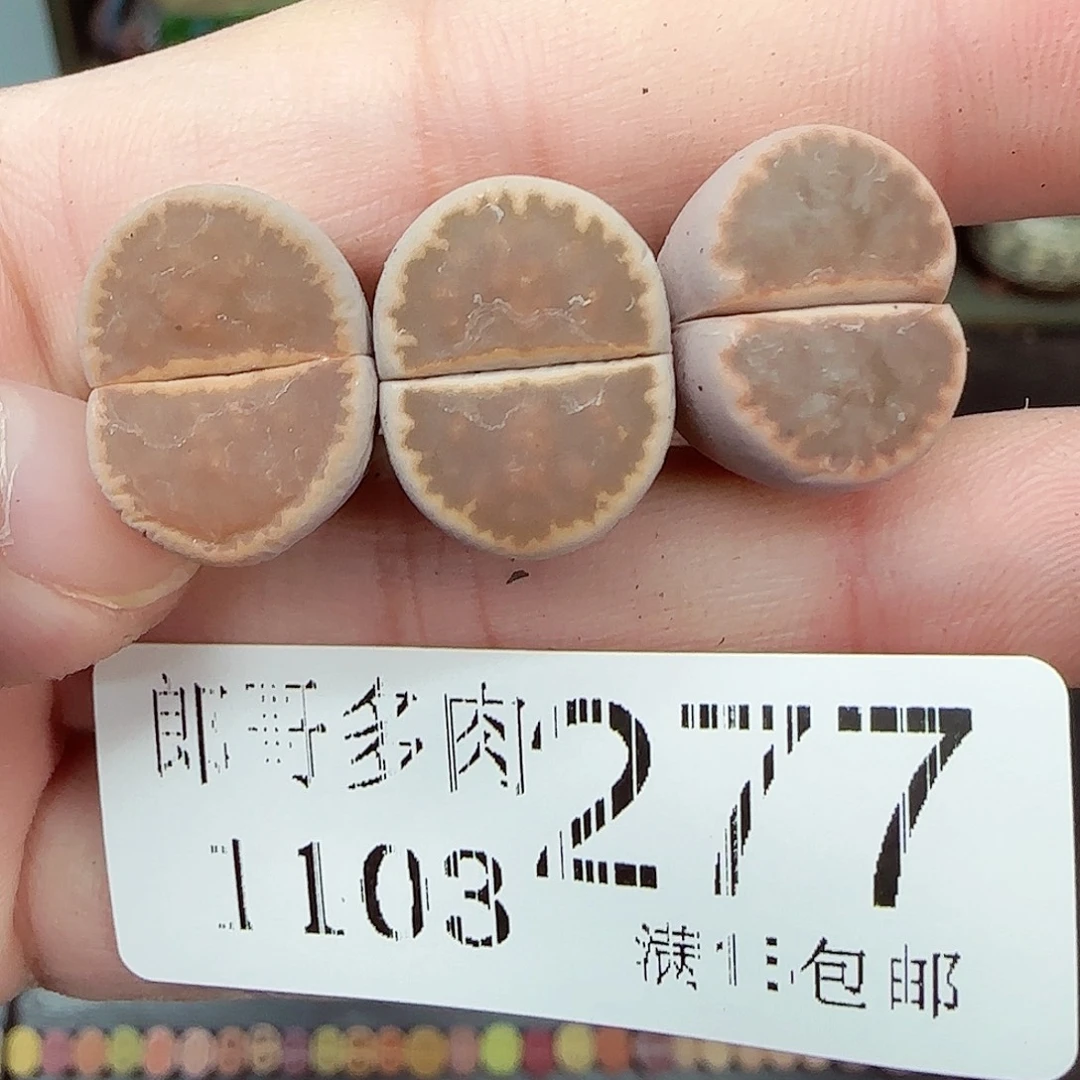 满满18包邮1103-277