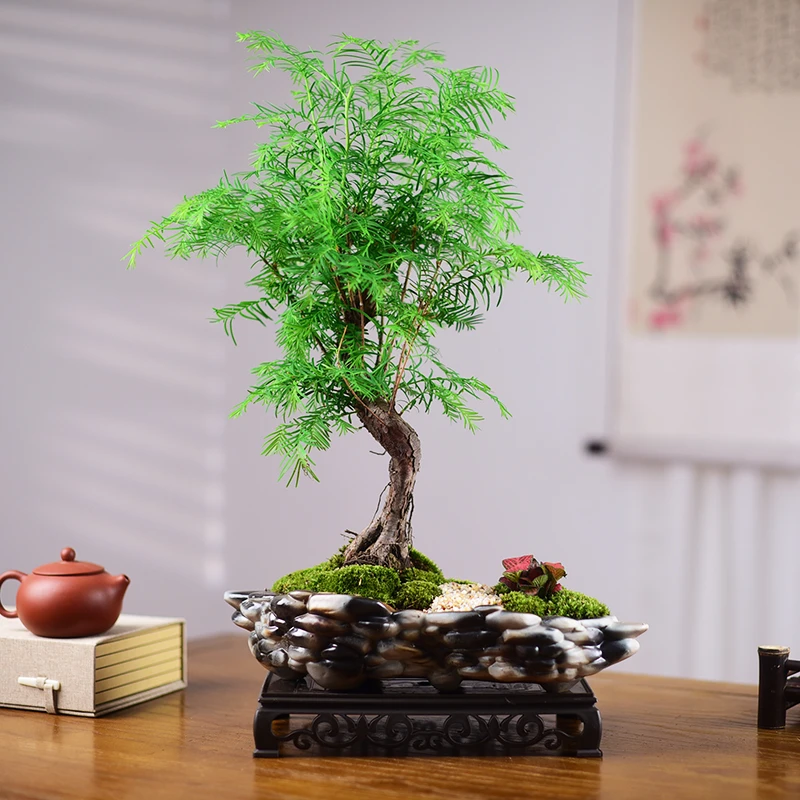 水杉树苗盆栽室内办公室桌面植物客厅落羽杉盆景四季常青绿植美观