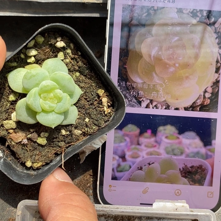 上盆甜心t10苗一个