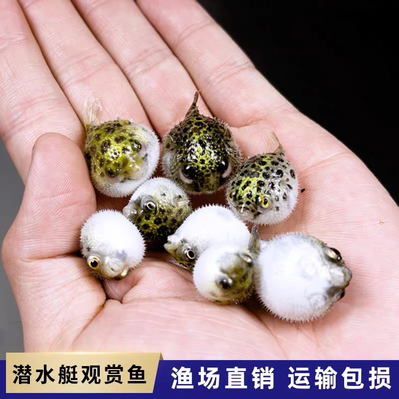 网红潜水艇金娃娃生气鼓包淡水观赏鱼耐养好养活体小型宠物小河豚