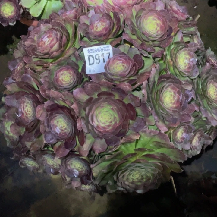 用****7917万圣节111111多肉