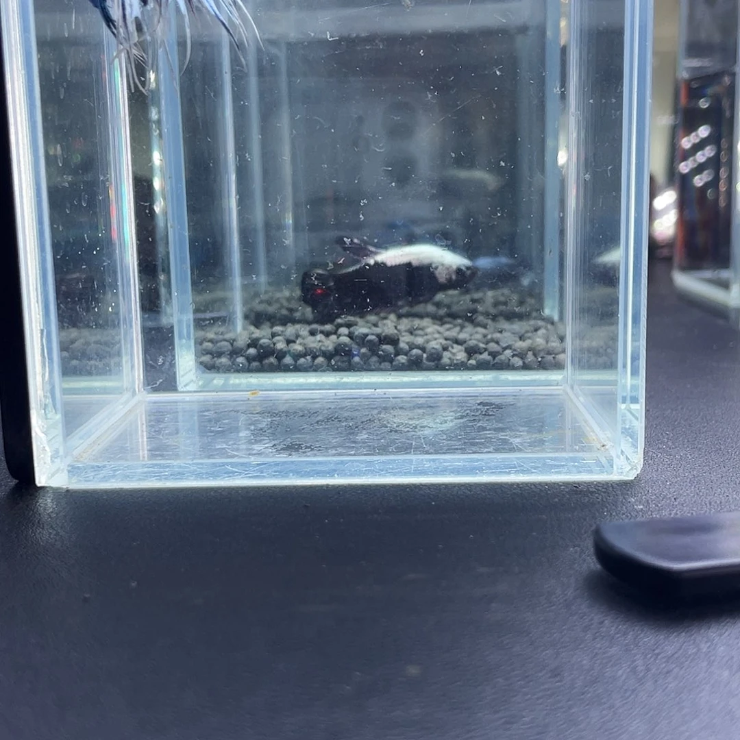 斗鱼13号916早狮王