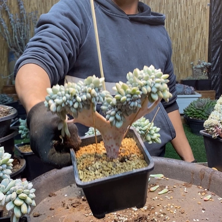 简****325号号奶糖多肉植物