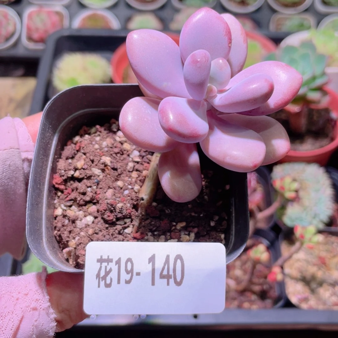 花利美19-140桃蛋