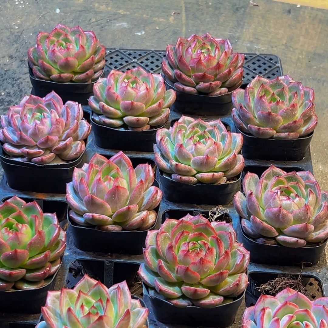 870多肉葡萄的味道真的是很不错哇