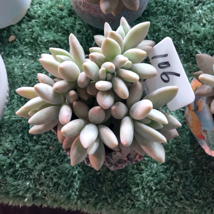 白兰地106号码牌子的话题