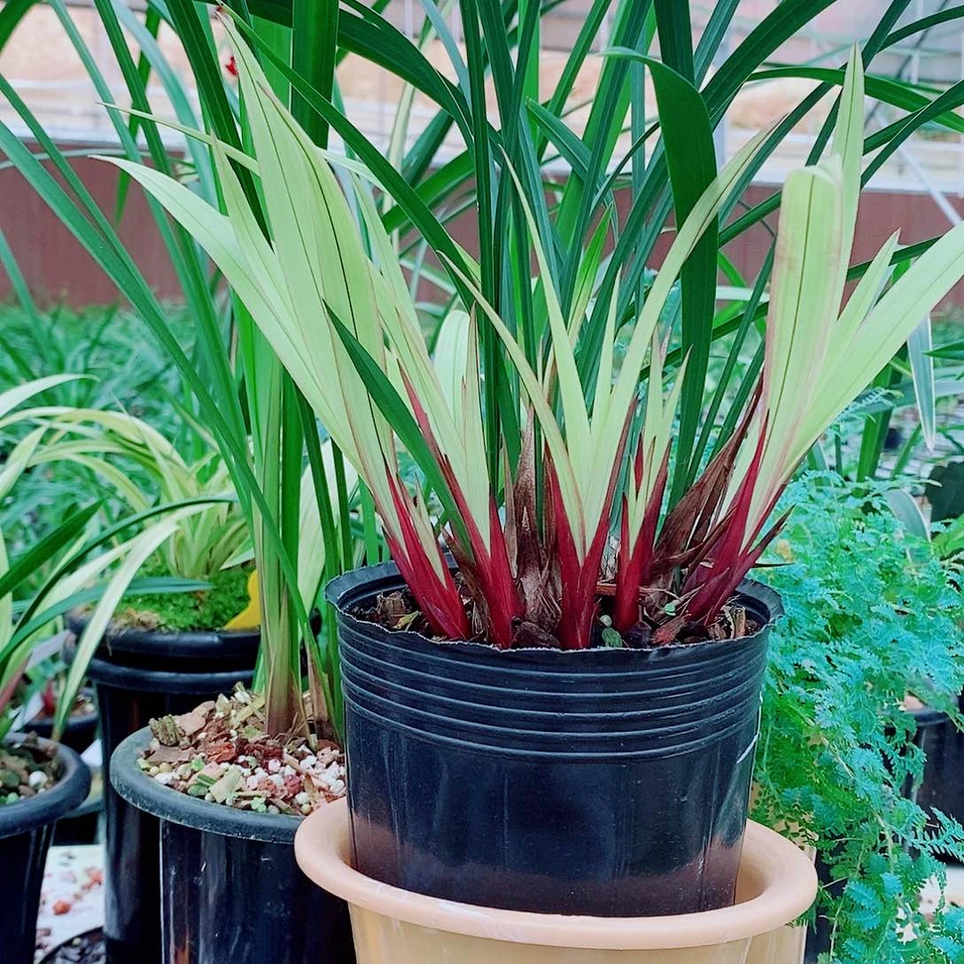 完全开放一物一拍