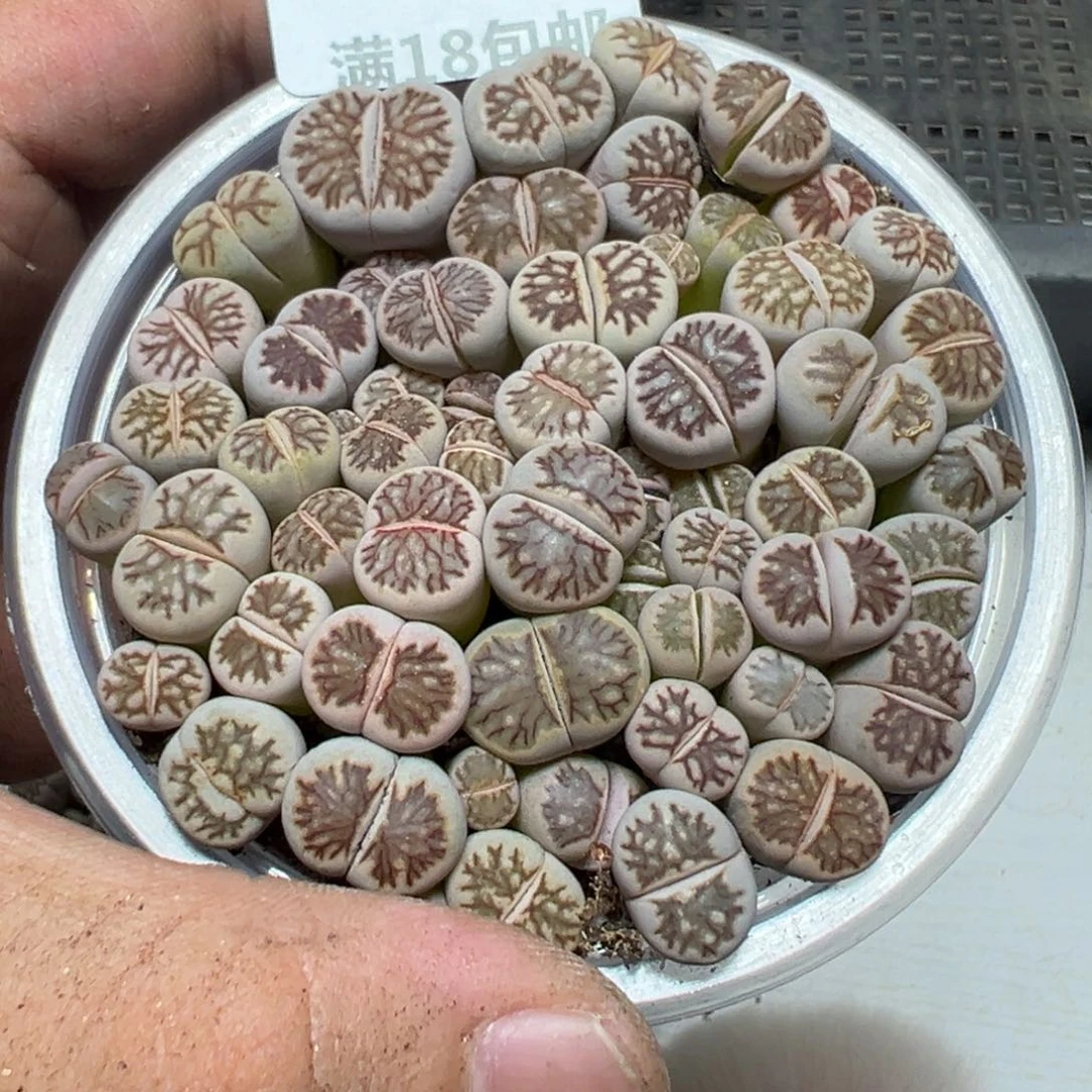 【闪购商品】 967。